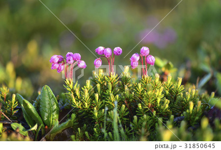 エゾノツガザクラ 花 野生の花 31850645