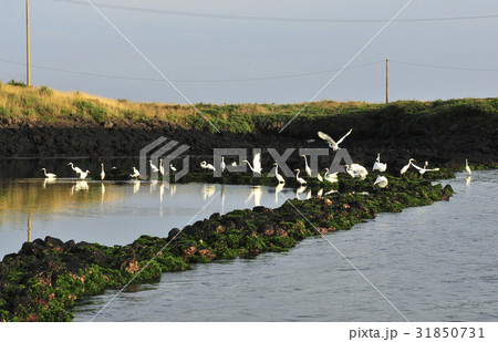 白鷺 済州島 ジョチョンウプ 31850731