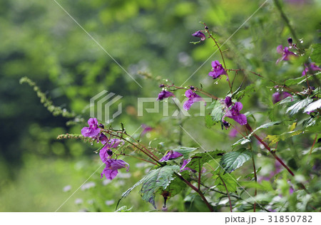 花 ムルボンソンファ バルサム 31850782