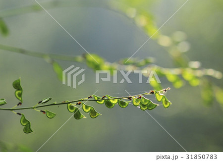 フォーカス 植物 葉 31850783