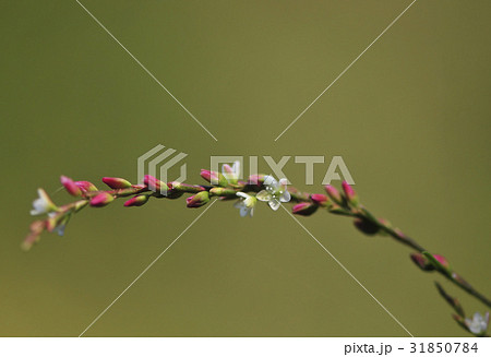 花 野生の花 タデ 31850784
