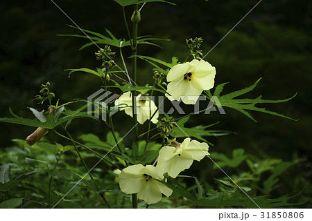 花 トロロアオイ 野生の花 31850806
