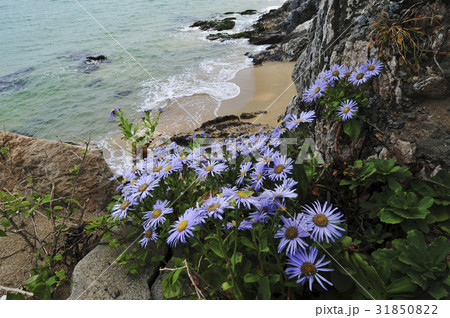 江原道 東海市 湫岩 31850822