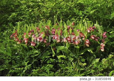 ゲブルアル花 花 野生の花 31850846