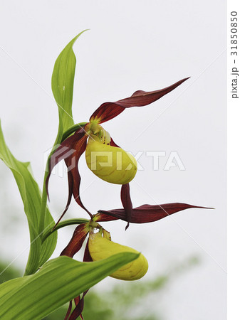 ゲブルアル花 花 野生の花 31850850