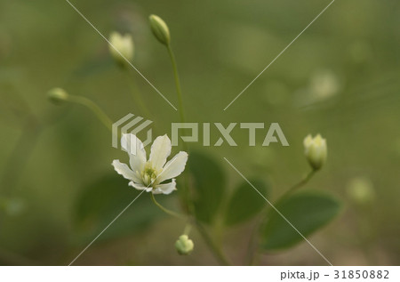 花 野生の花 ウアリ 31850882
