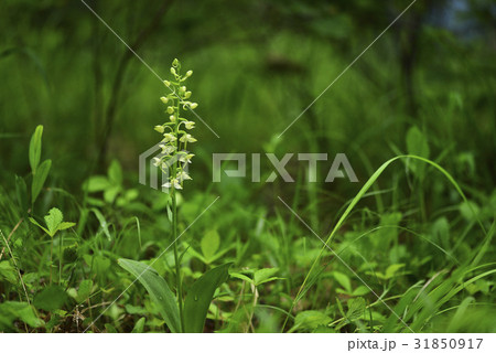 花 野生の花 多くの蘭 31850917