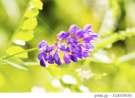 熊手ハーブ 花 野生の花 31850930