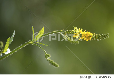 花 野生の花 草履のハーブ 31850935
