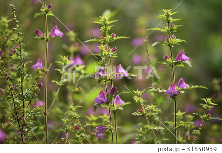 花 私ソンイプル 野生の花 31850939