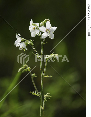 花 花峠 野生の花 31850947