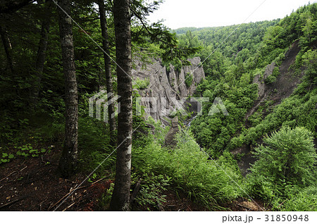 金剛大峡谷 木 白頭山 31850948