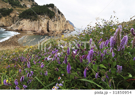 慶南 花香油 灯台島 31850954