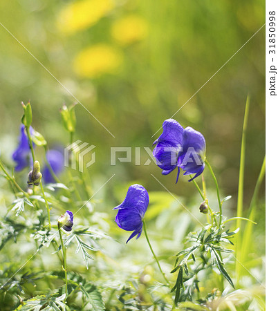 トリカブト 白頭山 野生の花 31850998