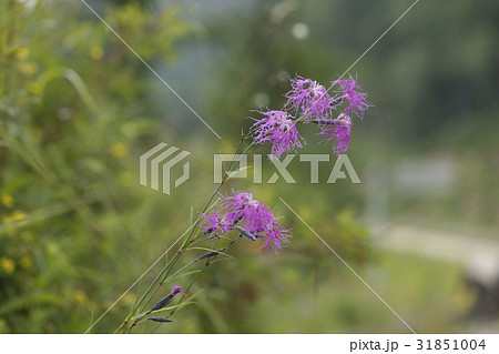 雲ナデシコ 白頭山 野生の花 31851004