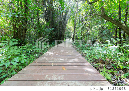 Wooden walkway bridge 31851048