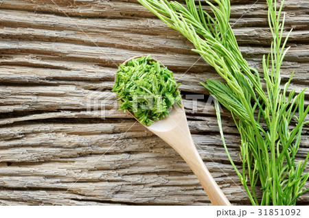 acacia pennata - calls that cha-om in Thailand 31851092