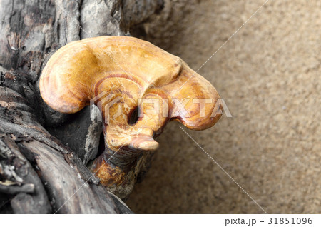 Lingzhi mushroom 31851096