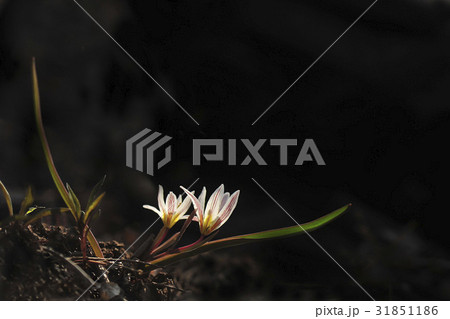 花 サンジャゴ 野生の花 31851186