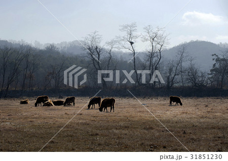 京畿道 キョンギド 小 31851230