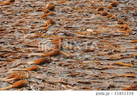 乾燥 ワカメ 済州島 31851339