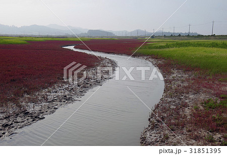 全羅南道 証 七面草 31851395