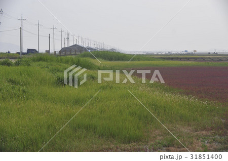全羅南道 証 七面草 31851400