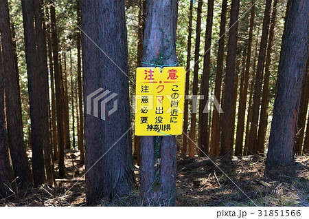 神奈川県伊勢原市・クマ出没注意の看板 31851566