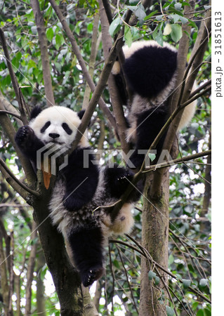 ジャイアントパンダ 中国四川省成都大熊猫繁育研究基地 ジャイアントパンダ 中国四川省成都大熊猫繁育研究基地 31851613