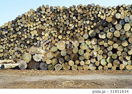 木 木材 積み重ねスタッキング 31851634