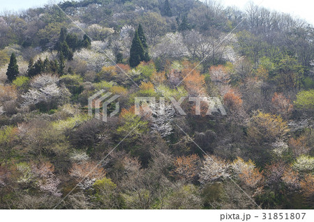 森 全羅南道 風景 31851807