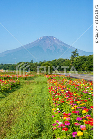 富士山 (7月 花の都) 富士山 (7月 花の都) 31851871