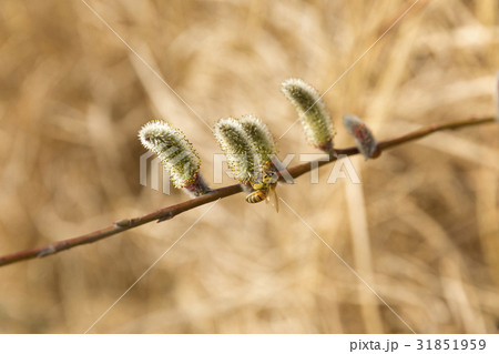 ネコヤナギ 植物 自然 31851959