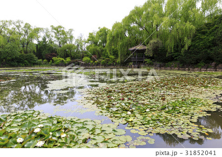 京畿道 キョンギド 蓮の葉 31852041