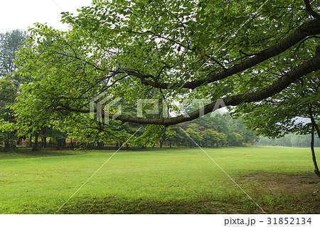 江原道 南怡島 芝生 31852134