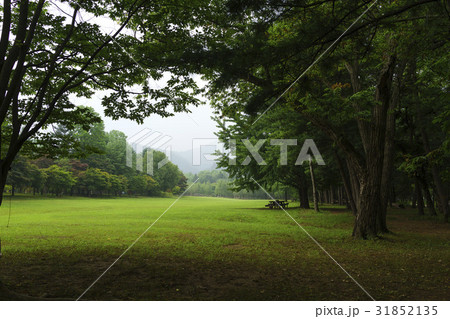 江原道 南怡島 芝生 31852135