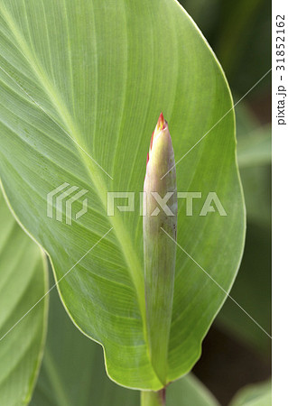 花 芽 植物 31852162