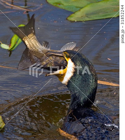 Cormorant Swallowing Fish Cormorant Swallowing Fish 31852244
