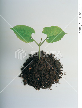 ヌキ 切り抜き 植物 31853306