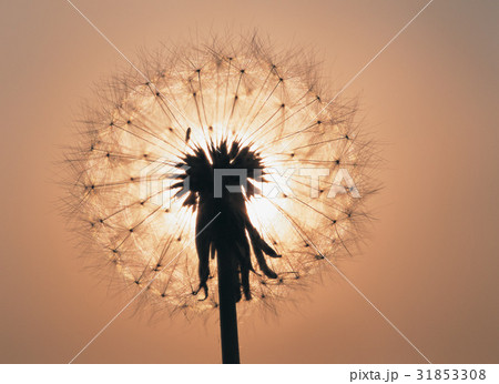 花の種 タンポポ シルエット 31853308