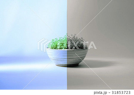 陰 対照 光 31853723