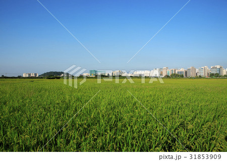 ソウル 屋外 室外 31853909