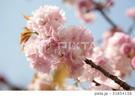 枝 ギョプボトコト 花 31854138