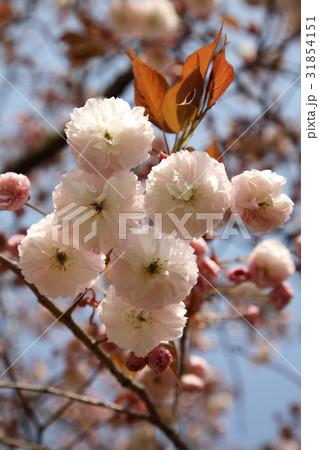 枝 ギョプボトコト 桜 31854151