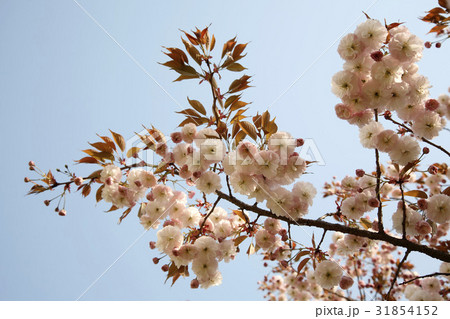 枝 ギョプボトコト 桜 31854152