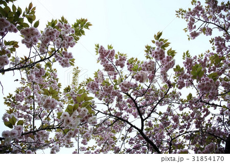 枝 ギョプボトコト 桜 31854170