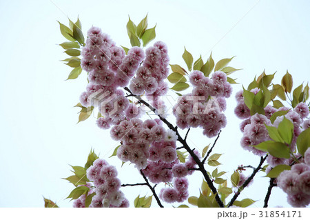 枝 ギョプボトコト 桜 31854171