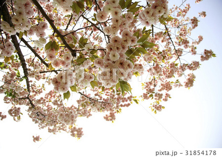 枝 ギョプボトコト 桜 31854178