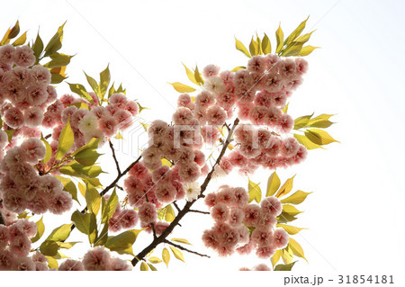 枝 ギョプボトコト 桜 31854181