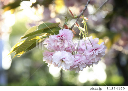 枝 ギョプボトコト 桜 31854199